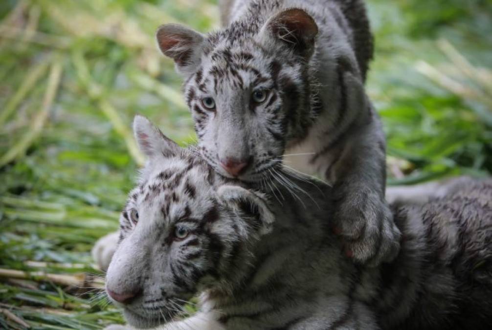Tiernos y curiosos, los hermosos tigres blancos que están en peligro de extinción
