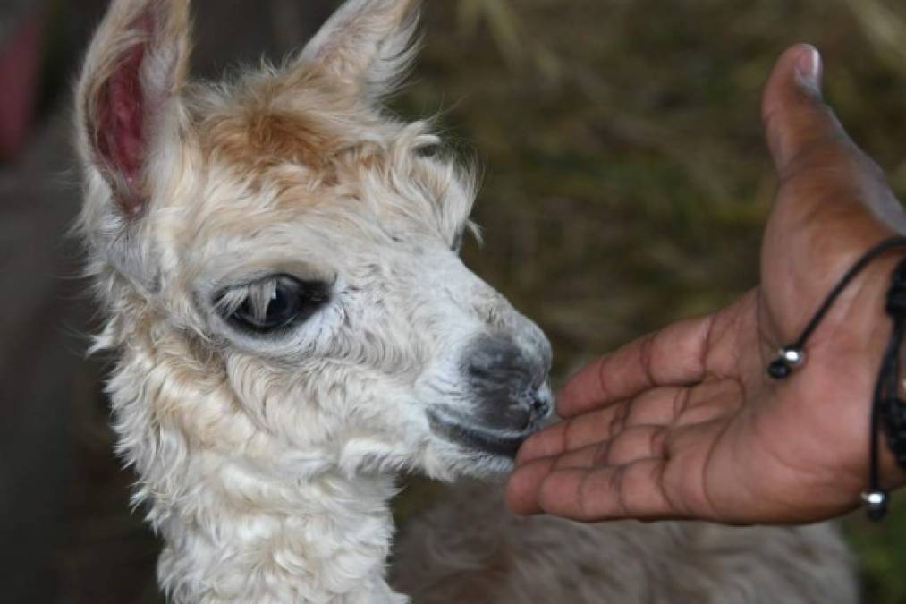 FOTOS: Joya Grande, un zoológico que sufre por falta de recursos económicos