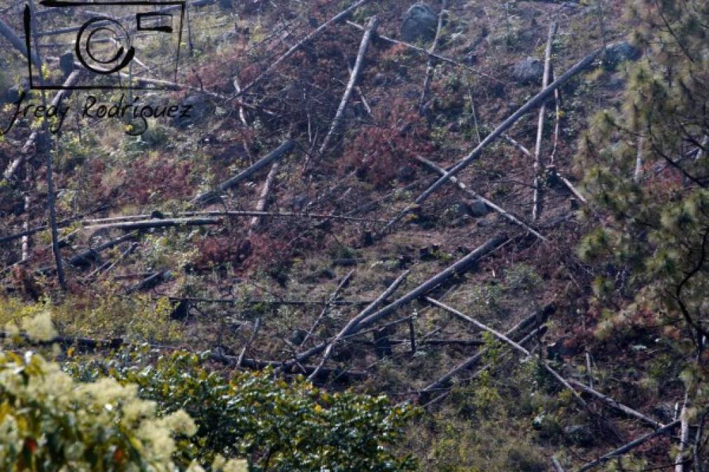 15 mil pinos son cortados diriamente en la capital por plaga del gorgojo