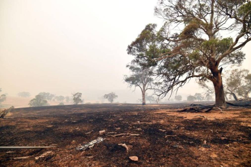 Cielo rojizo y un ambiente desierto: las fotos del caos que dejan los incendios en Australia