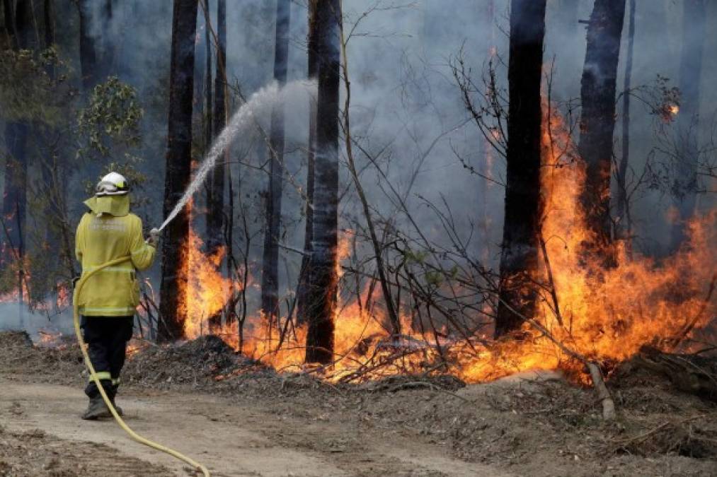 ¡Imágenes que duelen! Incendios siguen arrasando con bosques y animales de Australia