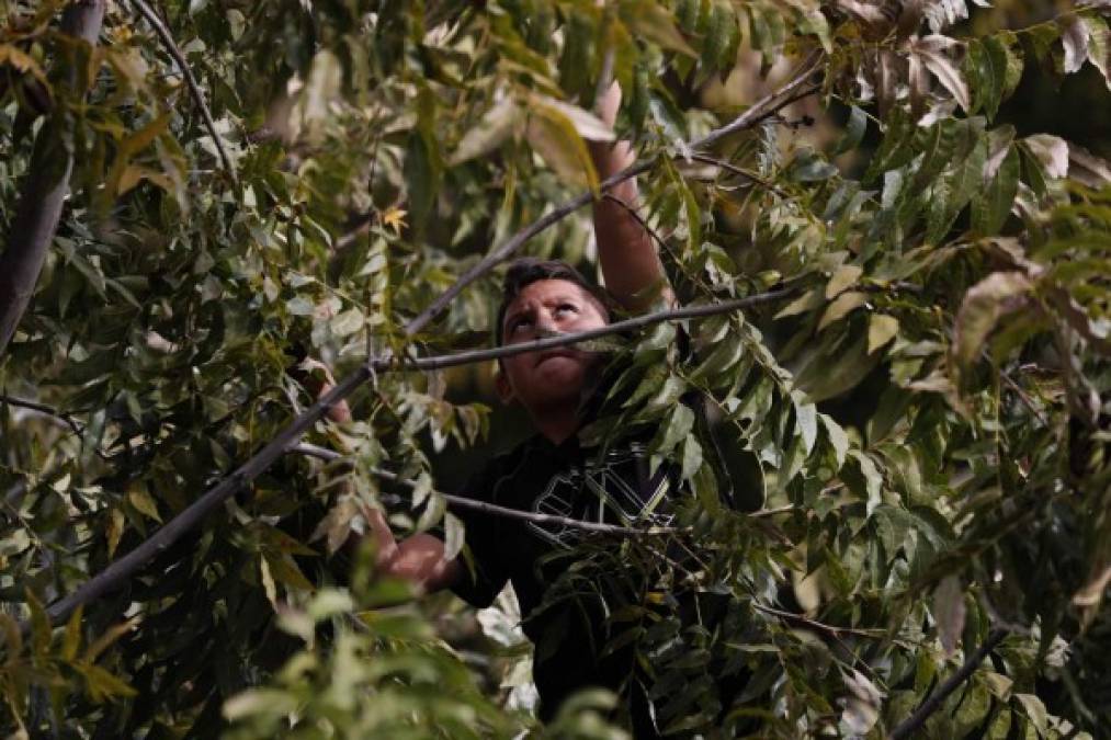 FOTOS: Así viven los LeBarón, una familia golpeada por narcotraficantes en México