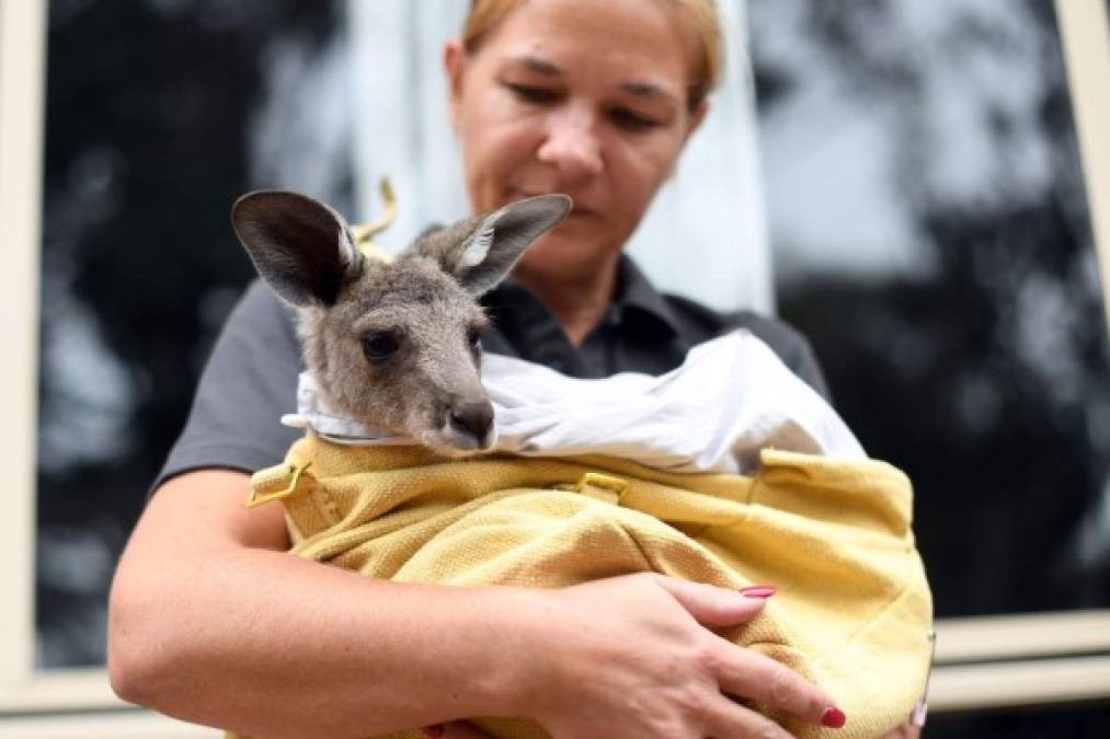 'Suerte', el valiente bebé canguro rescatado de los incendios en Australia