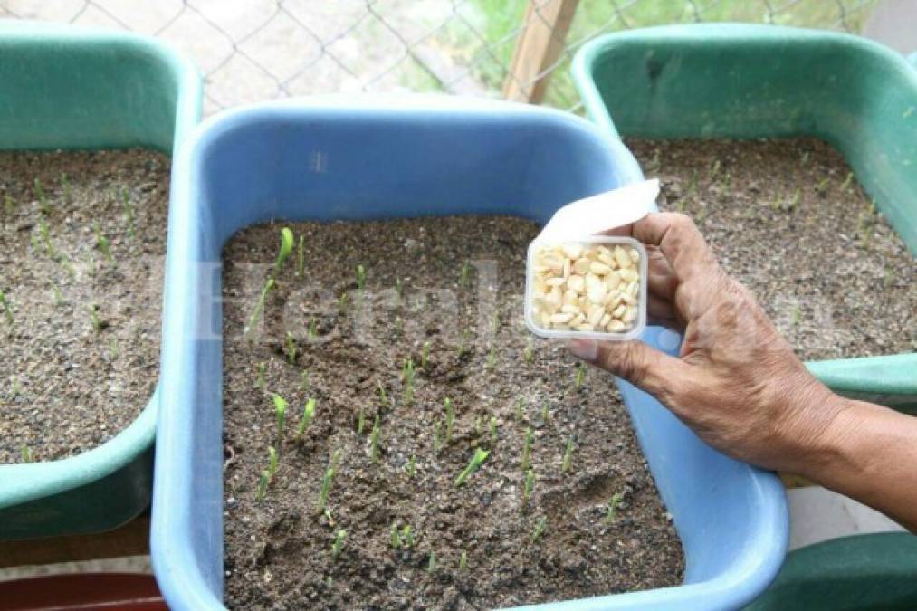 Honduras: Distribuyen semillas resistentes a la sequía y altas temperaturas