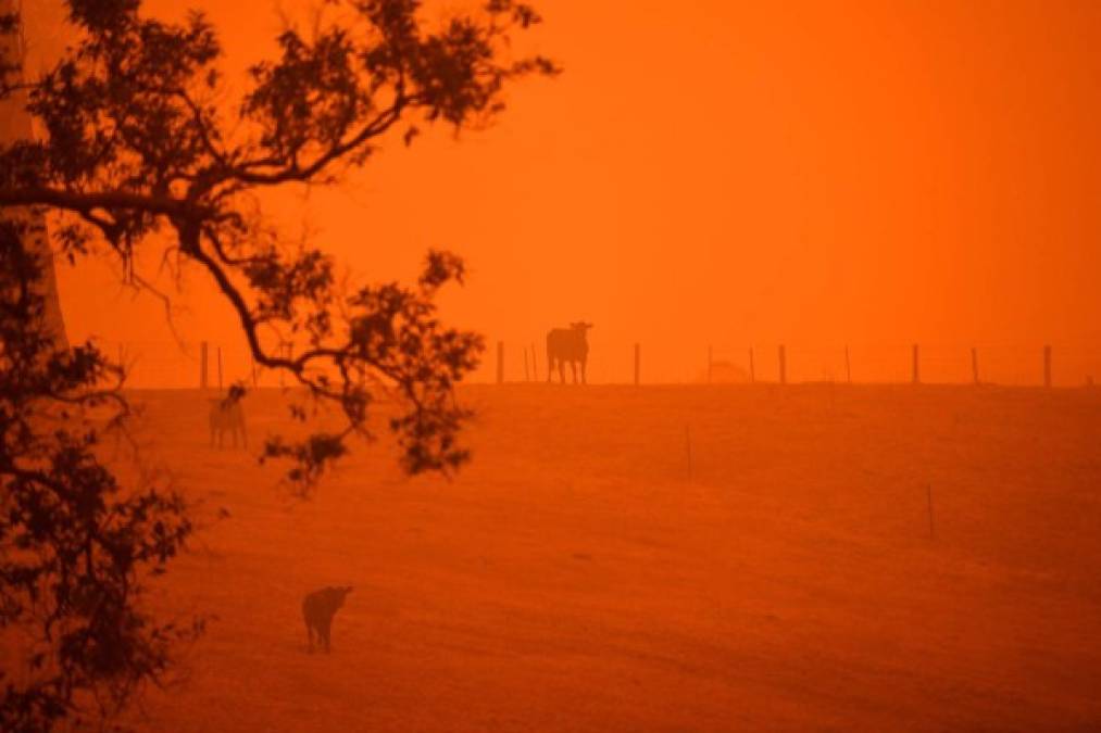 Cielo rojizo y un ambiente desierto: las fotos del caos que dejan los incendios en Australia