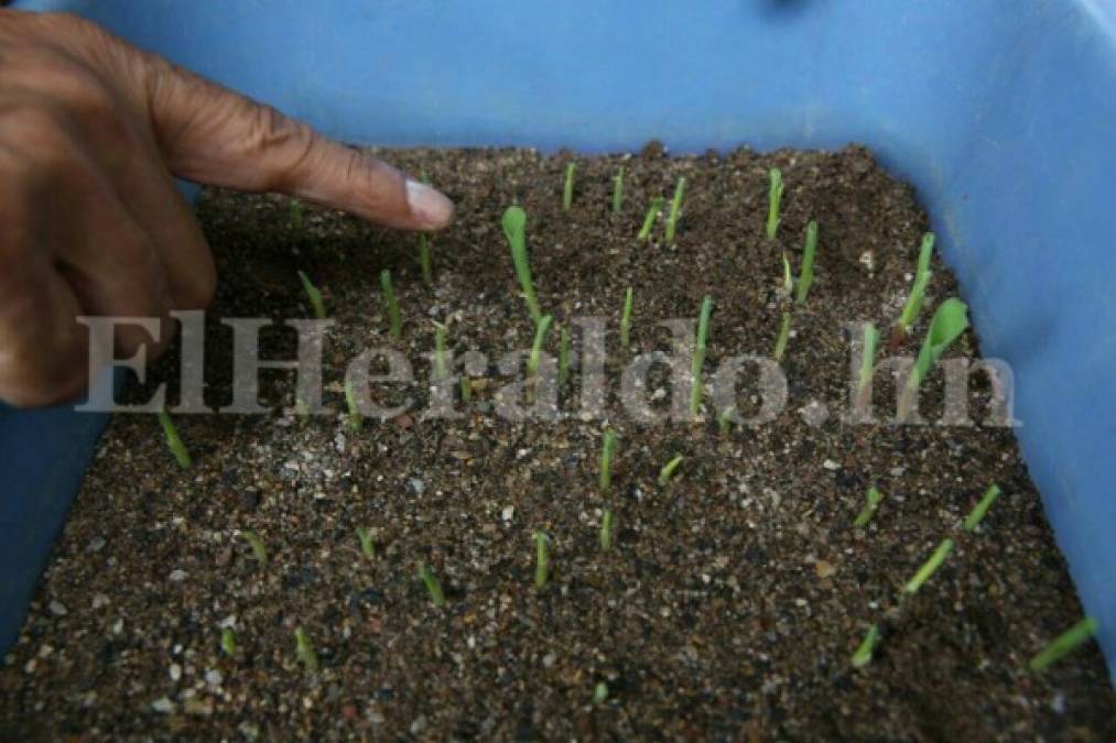 Honduras: Distribuyen semillas resistentes a la sequía y altas temperaturas
