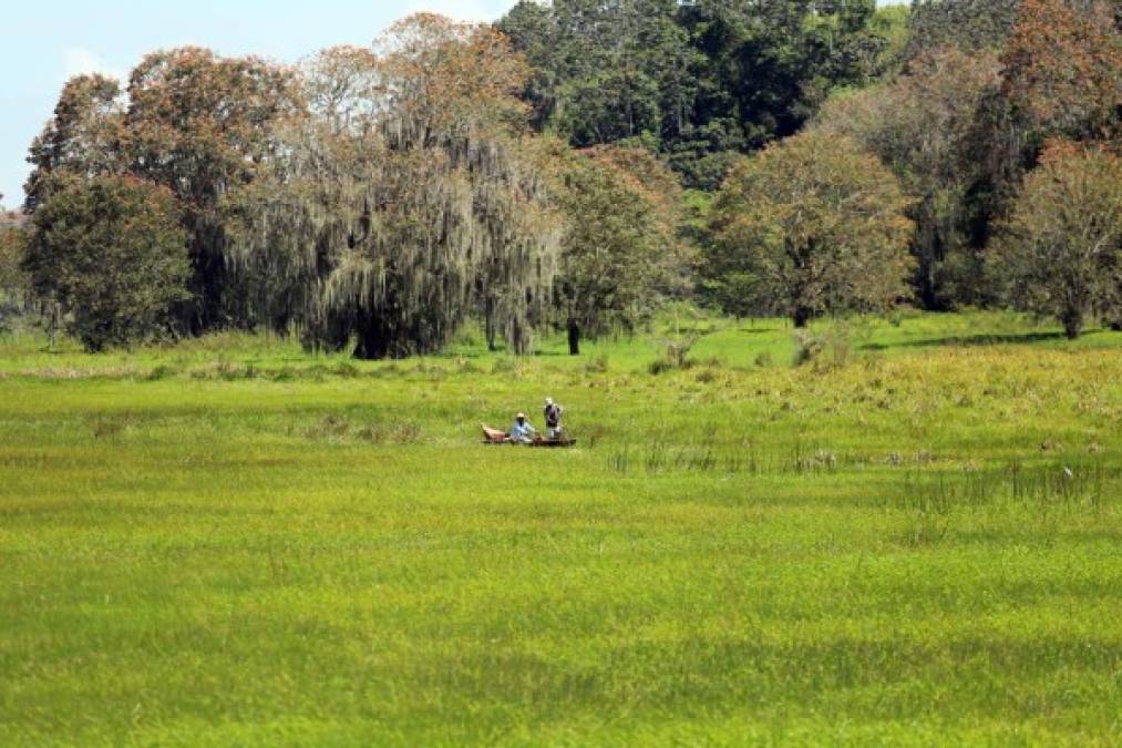 Lago de Yojoa, una parada obligatoria para degustar un rico pescado frito