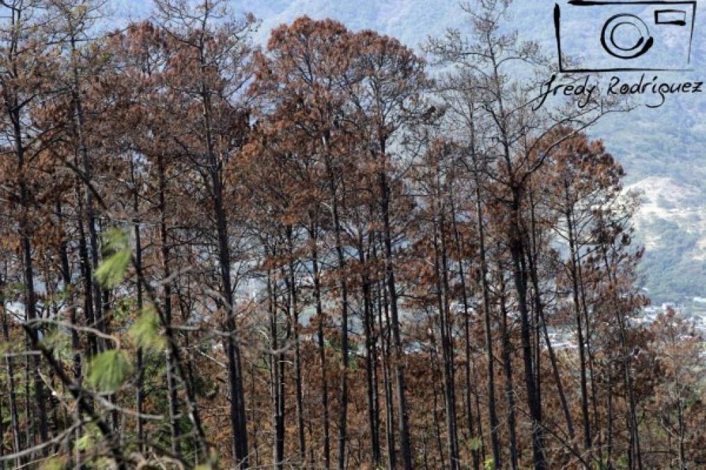 15 mil pinos son cortados diriamente en la capital por plaga del gorgojo
