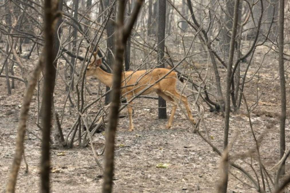 Así son los mortíferos incendios forestales en California, Estados Unidos