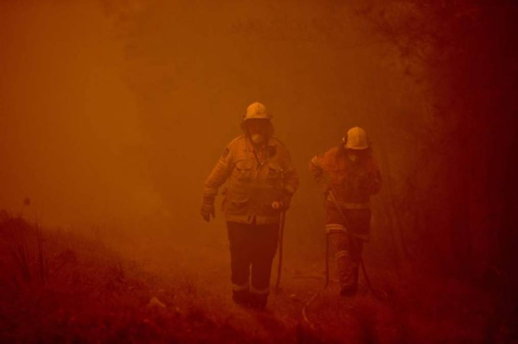 Bomberos desesperados, mientras los animales huyen: el drama de los incendios en Australia