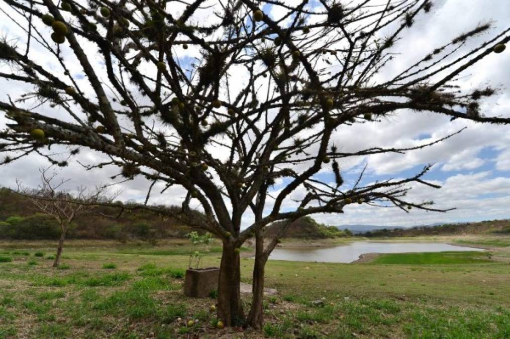 Honduras: Las tristes imágenes de la represa Los Laureles que luce casi desierta