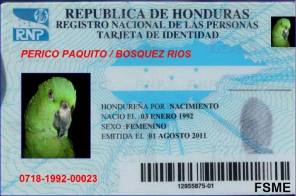 Los divertidos memes que generó el registro de aves silvestres en Honduras