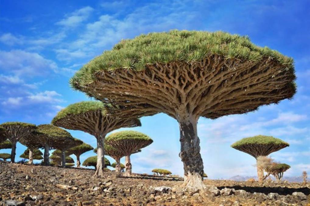 FOTOS: Los árboles más espectaculares del mundo