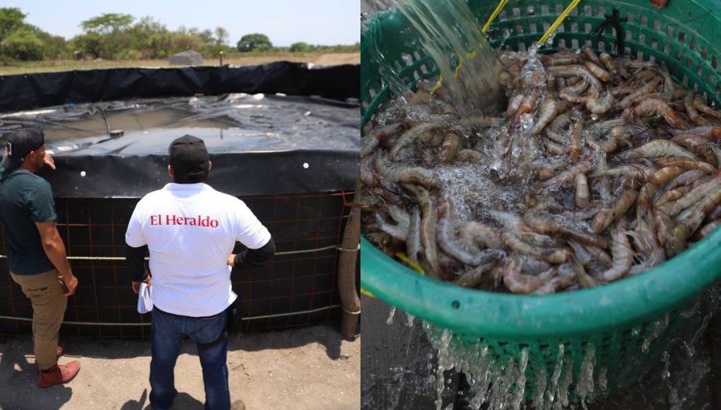 Con lagunas deterioradas y miedo a invertir: la realidad de los productores del camarón