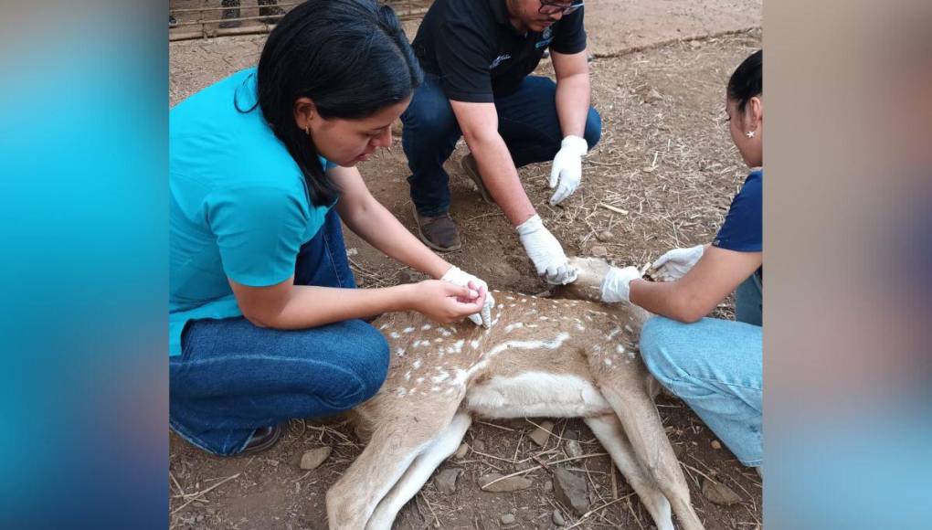 ¿En qué condiciones se encontraban los animales rescatados en Joya Grande?