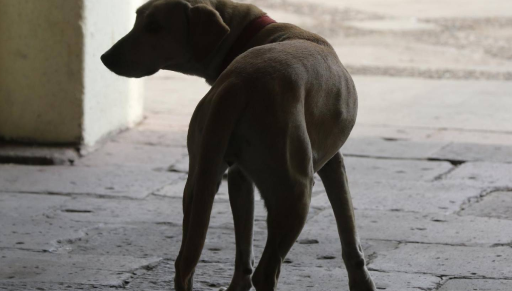 ¿Cómo funcionará el microchip que el gobierno planea colocar a las mascotas en Honduras?