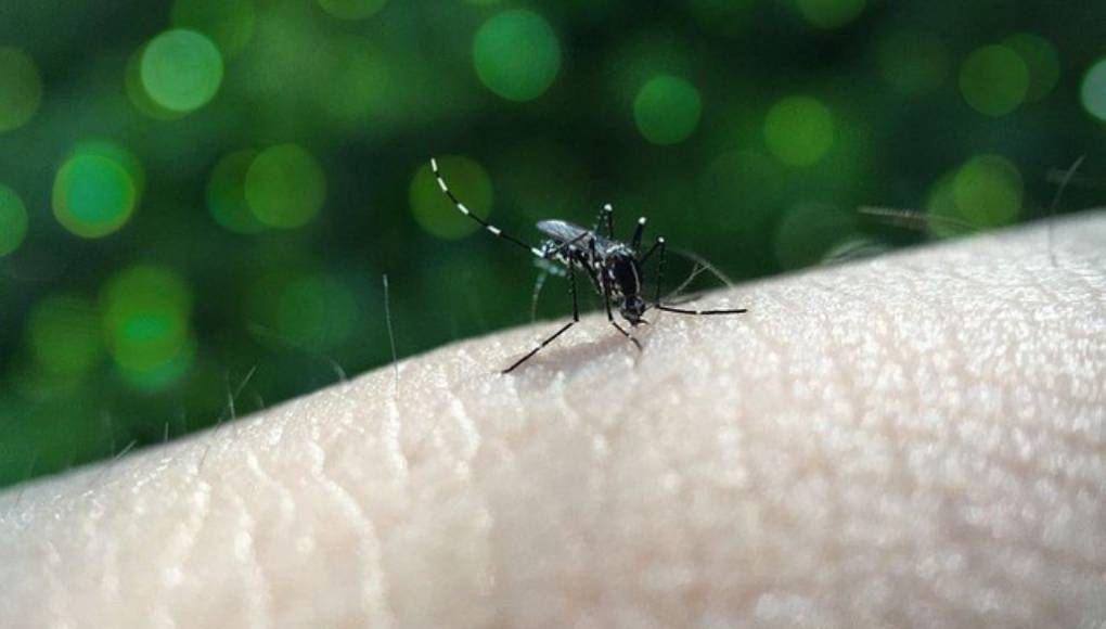 ¿Qué es el método Wolbachia que se usará para combatir el dengue en Honduras?