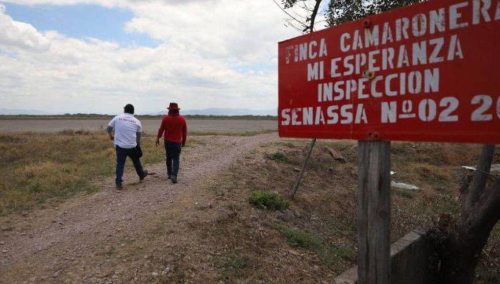 La crisis que sacude a camaroneras hondureñas pese a suspensión de embargo en México