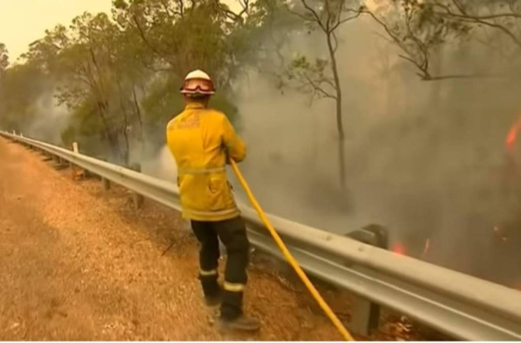 Las fotos del dramático rescate de un koala en un incendio en Australia