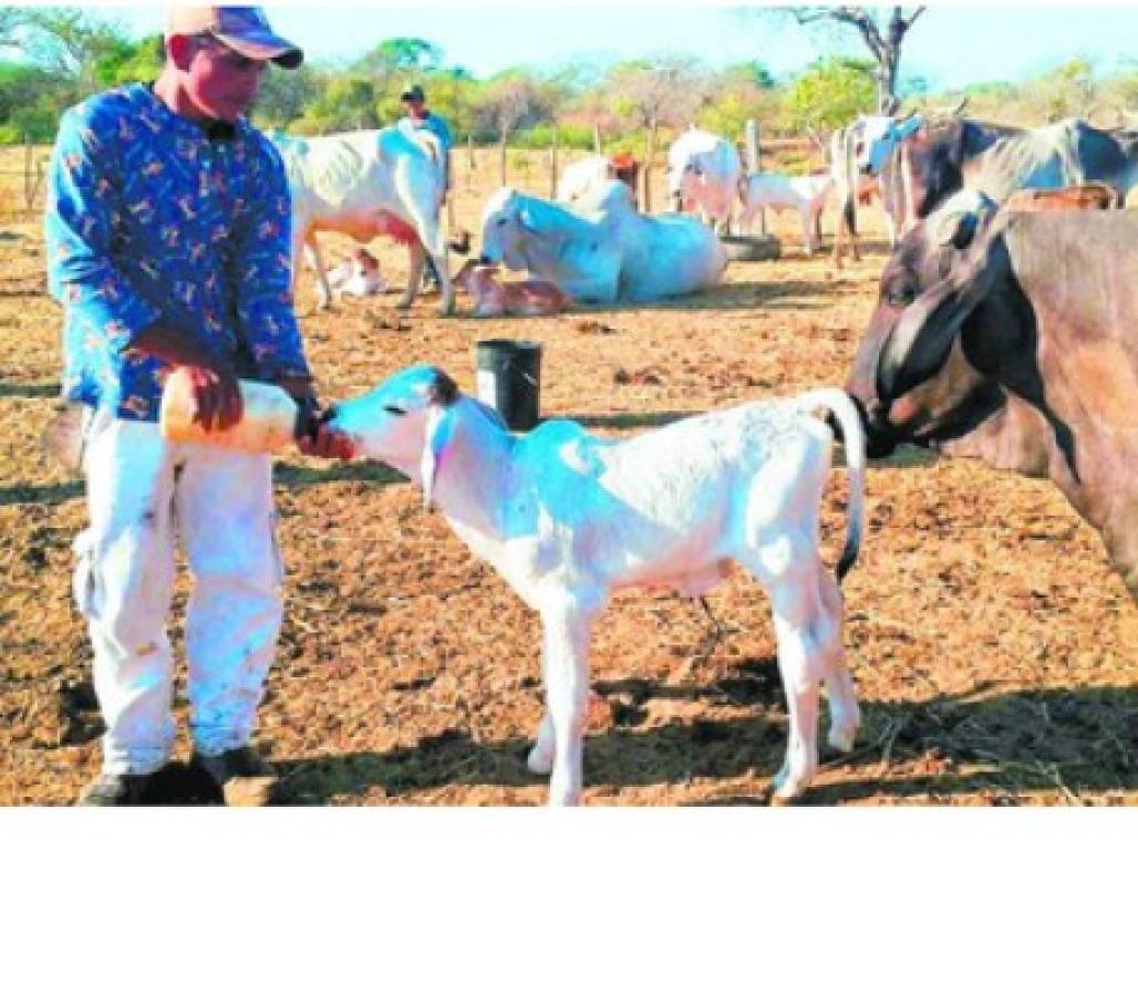 Baja producción de leche por sequía en el sur de Honduras