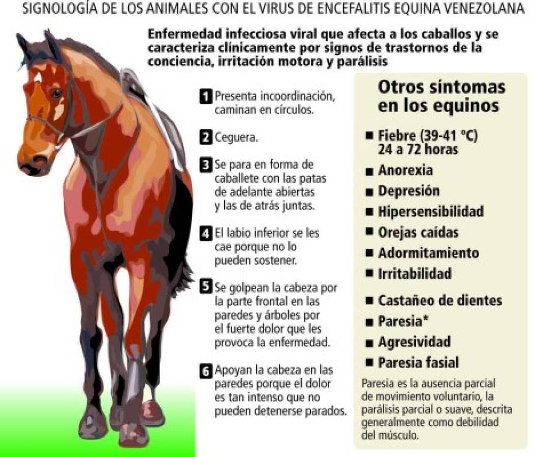 Temen brote de encefalitis equina venezolana en Choluteca