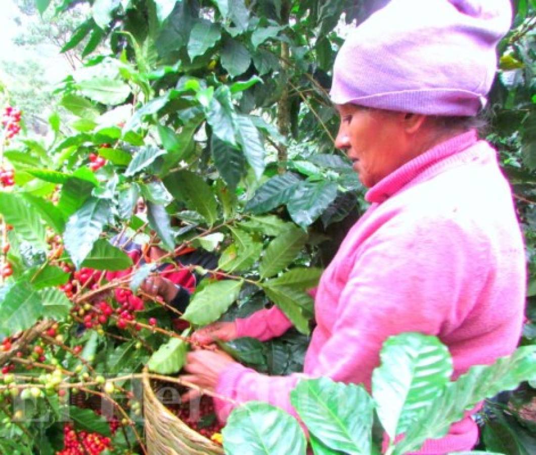 Se pronostica alza de 10% en la exportación de café en Honduras