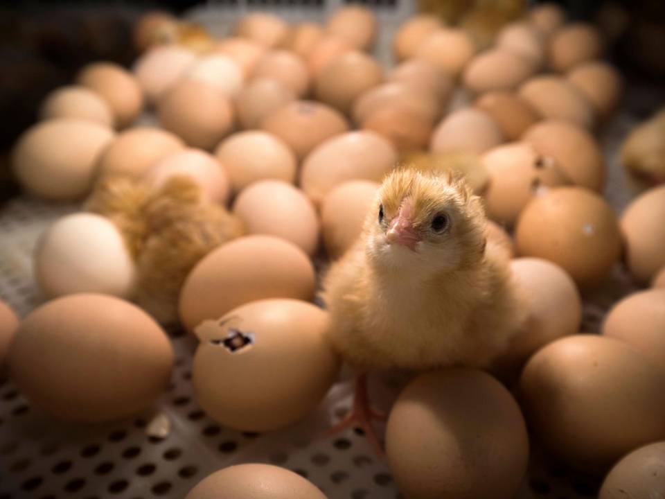 Al día de nacer, miles de millones de polluelos machos son muertos cada año.
