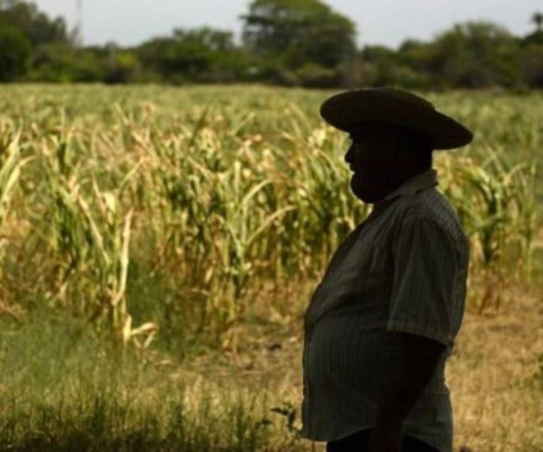 Centroamérica y Dominicana declaran alerta agropecuaria por sequía