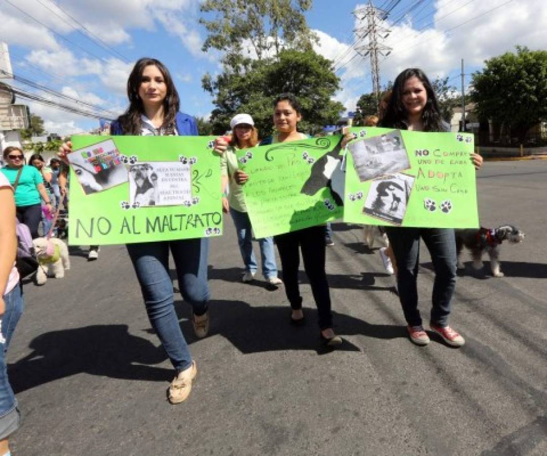 Honduras: Exigen protección para sus fieles amigos