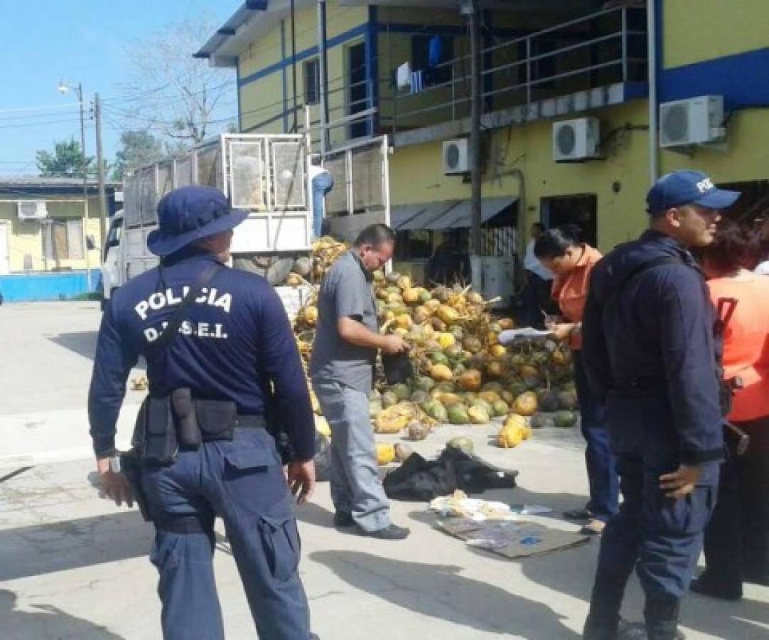 En camión cargado con cocos escondían droga