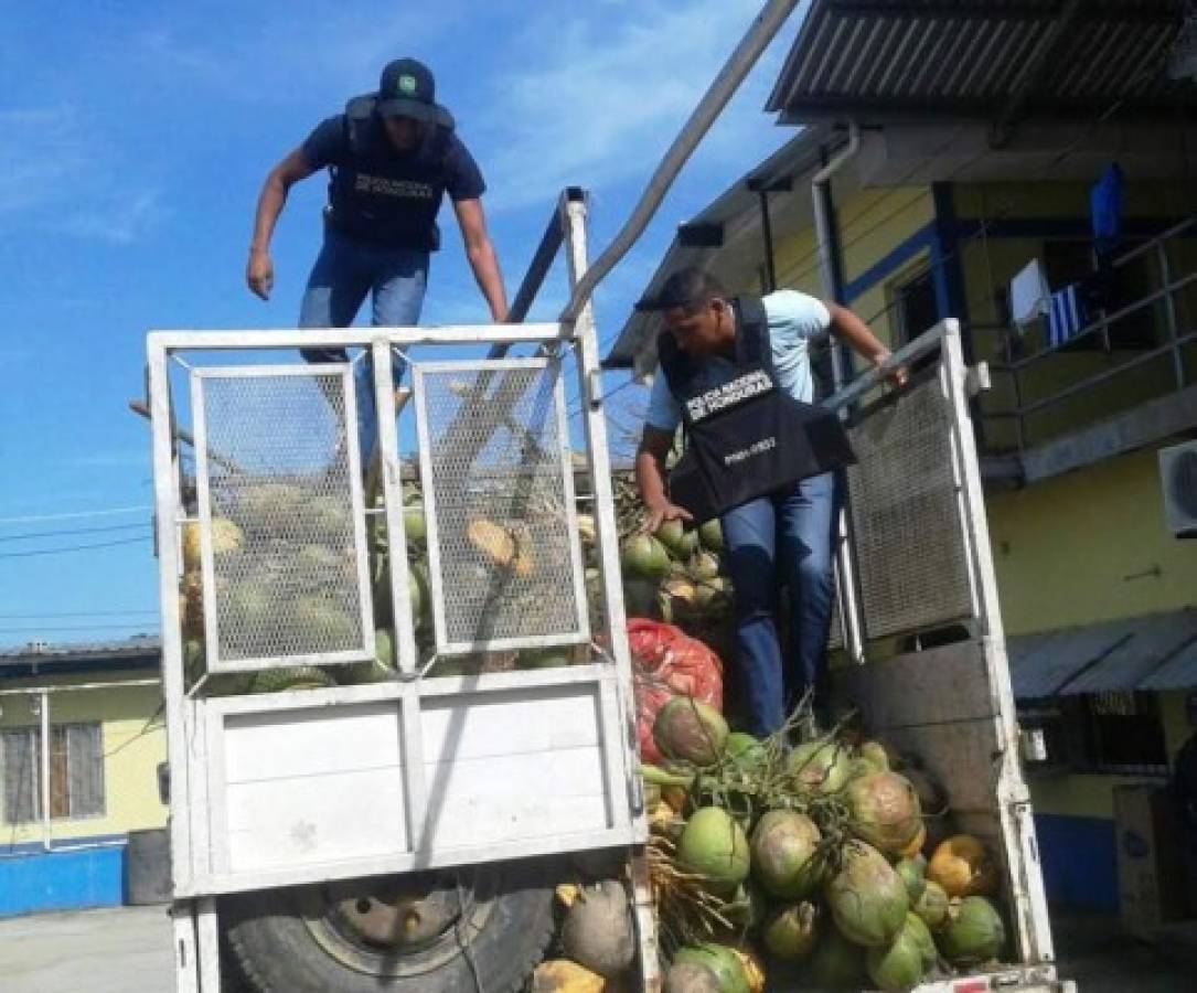 En camión cargado con cocos escondían droga