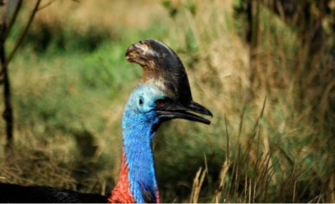 Así es el casuario, el pájaro gigante que mató a su dueño en Estados Unidos