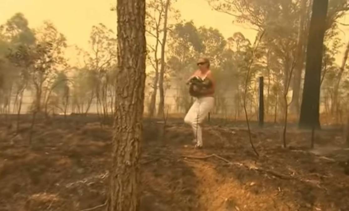 Las fotos del dramático rescate de un koala en un incendio en Australia