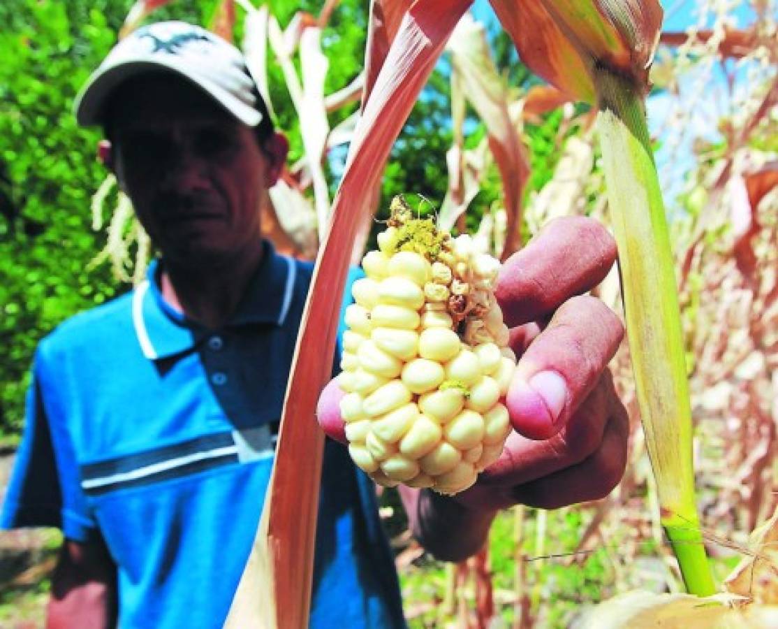 Semillas para postrera piden los campesinos