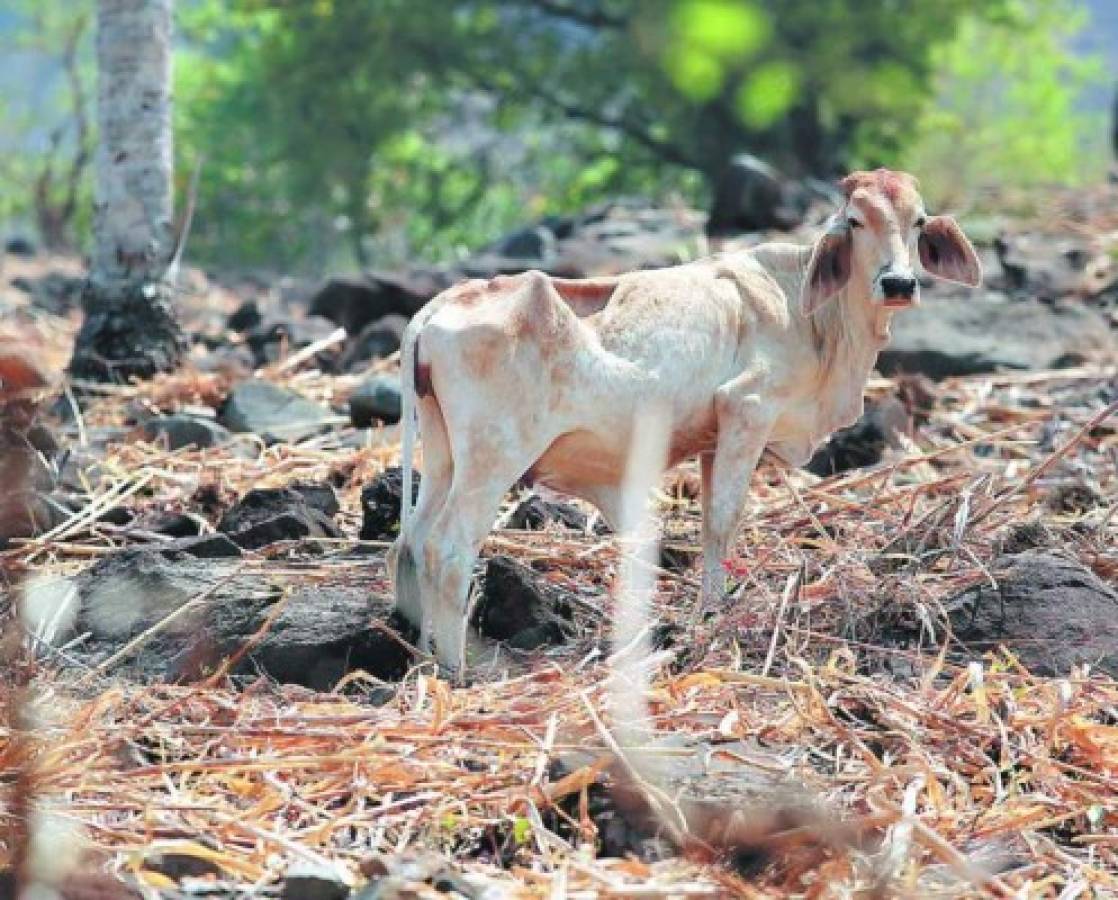 Efectos de El Niño se sentirán hasta inicios de 2016 en Honduras