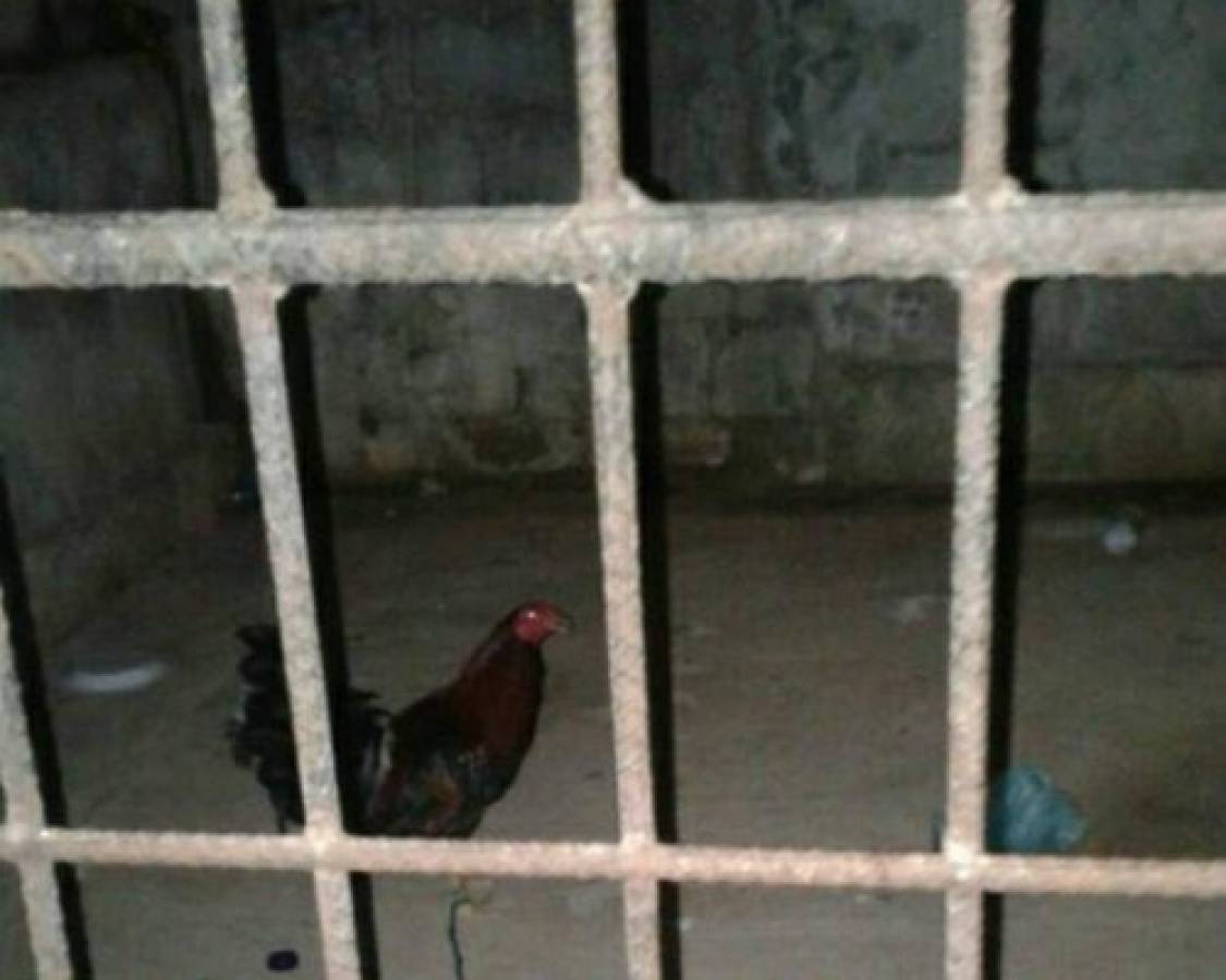 Portavoz de Seguridad sobre el gallo en prisión: 'Policías tomaron la decisión correcta'