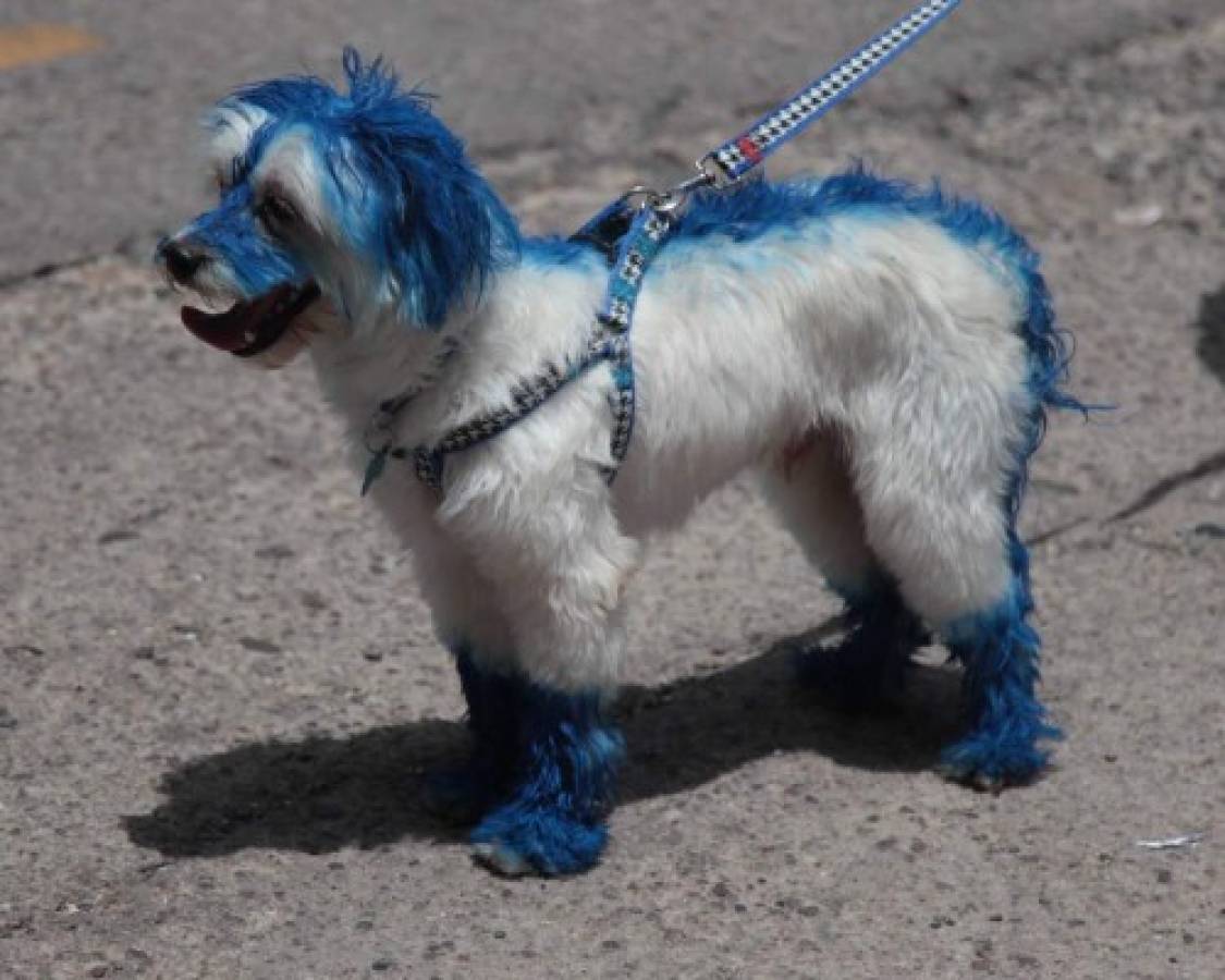 Darth Vader, un perrito azul y un detenido, entre lo más curioso de la gran final Motagua - Honduras de El Progreso