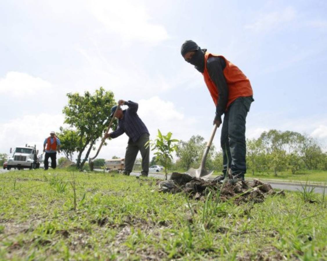 Plantarán 260 mil árboles en la capital durante la temporada de lluvias
