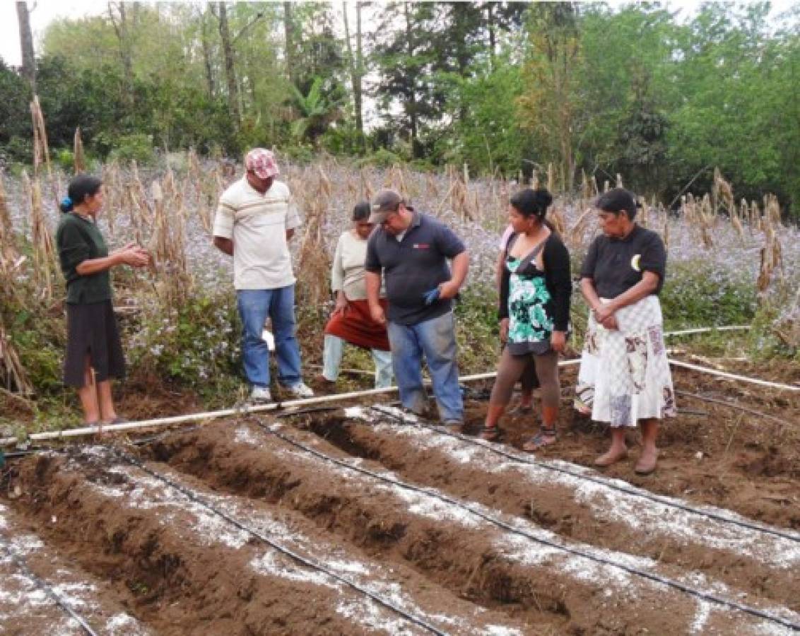 Familias intercambian animales y plantas para diversificar producción