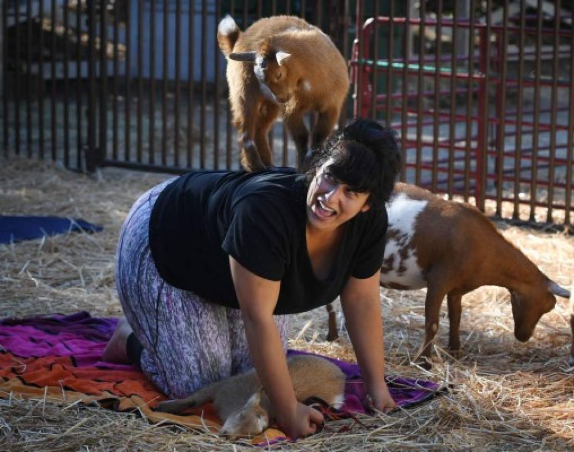 Yoga con cabras, la última moda en Estados Unidos