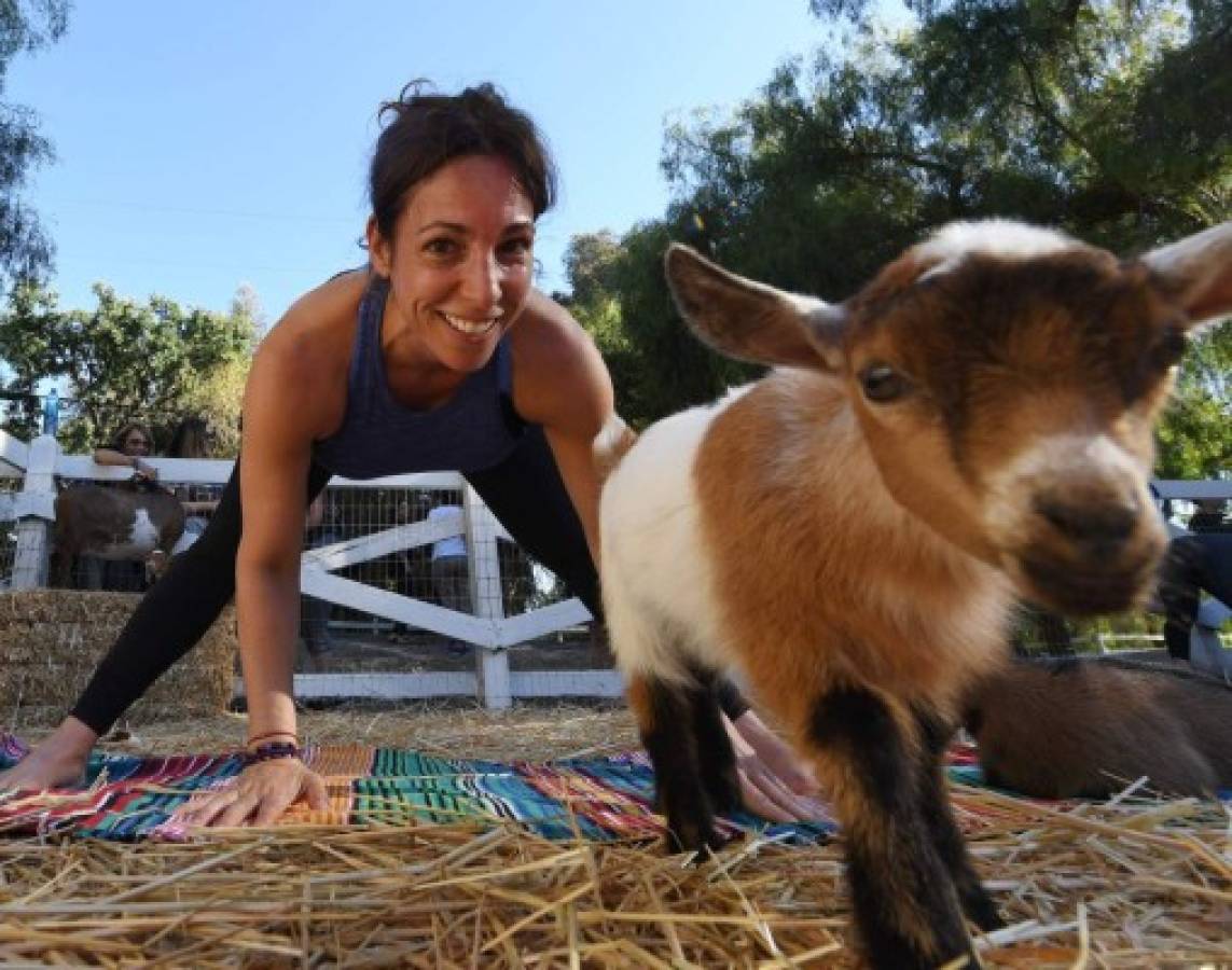 Yoga con cabras, la última moda en Estados Unidos