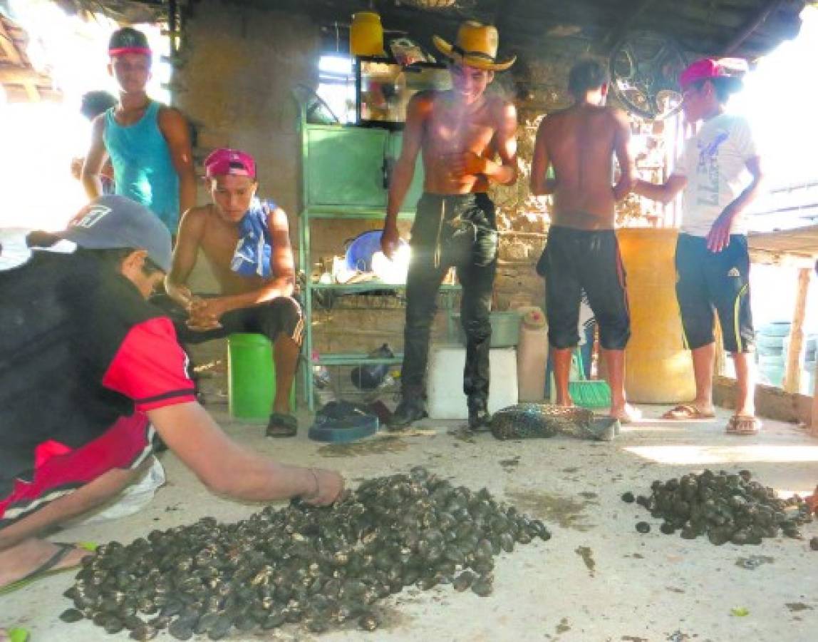 Honduras: Pequeños curileros de San Lorenzo son los niños del fango