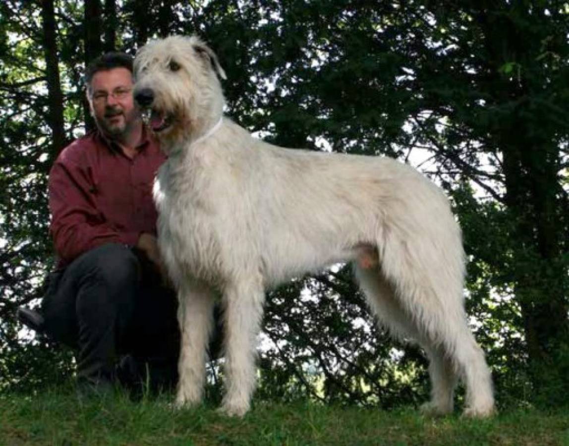 Las 7 razas de perros más grandes del mundo