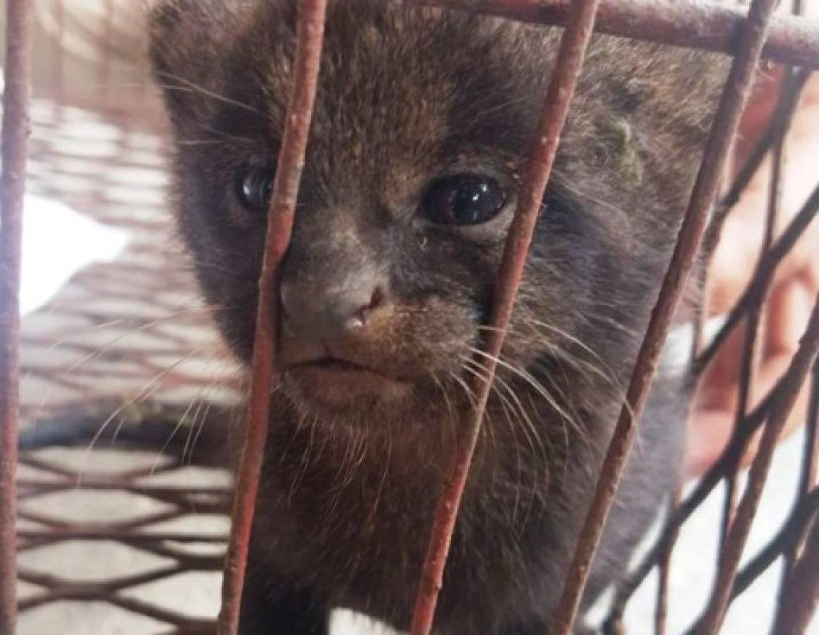 Rescatan cachorro de jaguar que mantenían en cautiverio en Choloma  