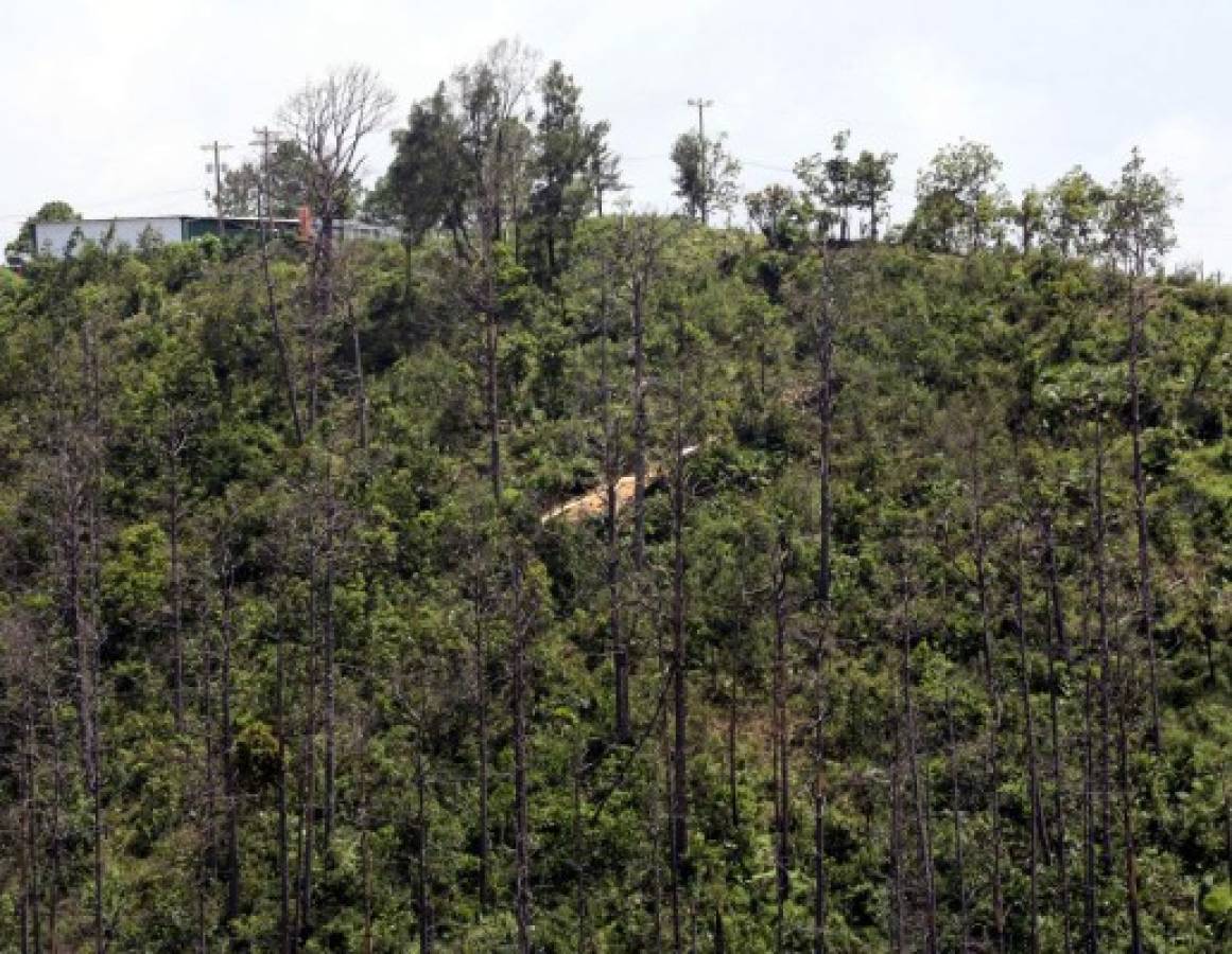 Siembran 264,575 plantas para recuperar el bosque en la capital