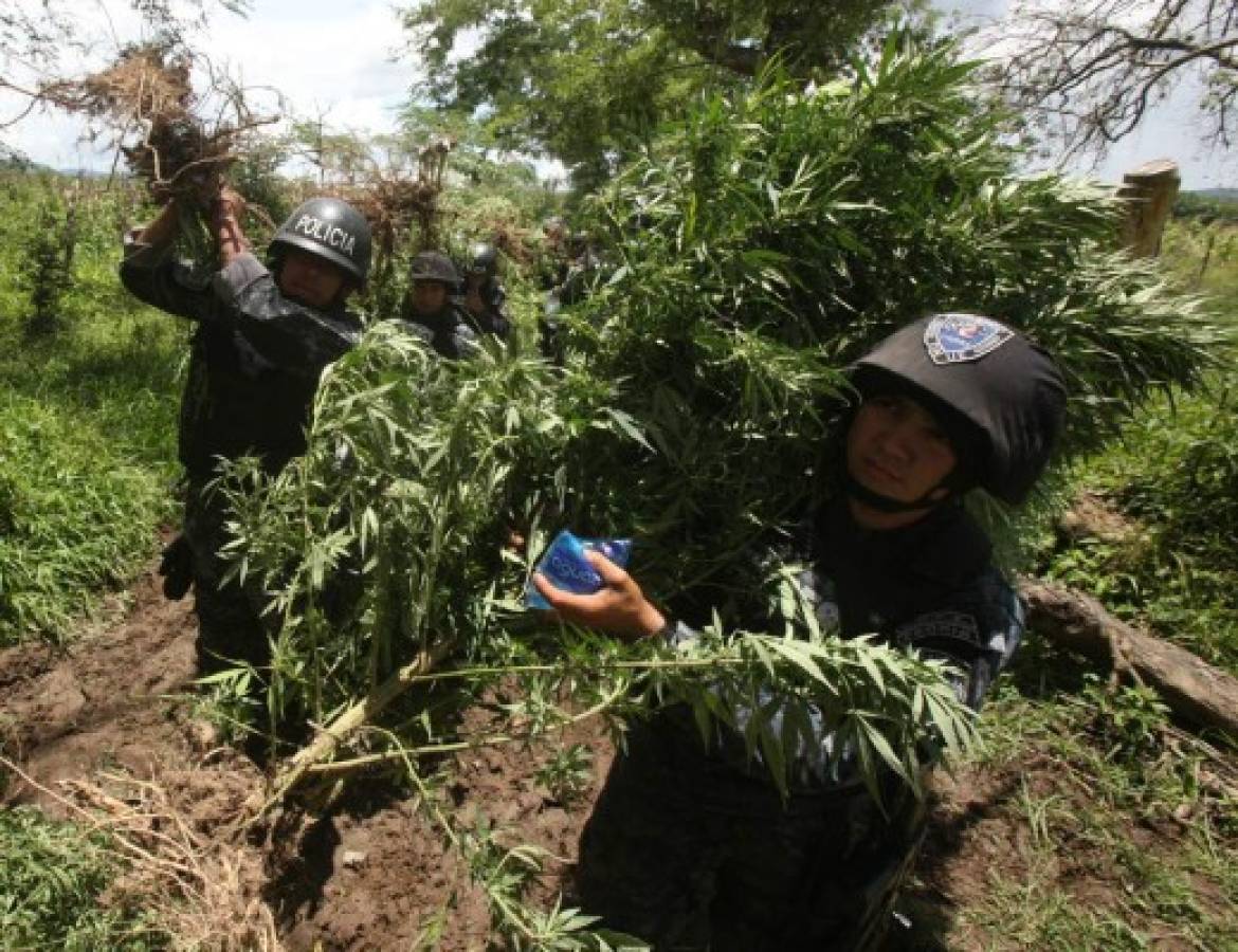 Hallan sembradío de marihuana en El Porvenir