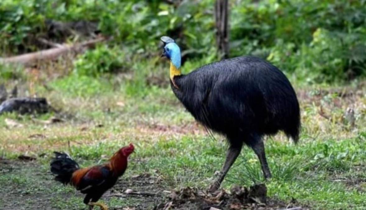 Así es el casuario, el pájaro gigante que mató a su dueño en Estados Unidos