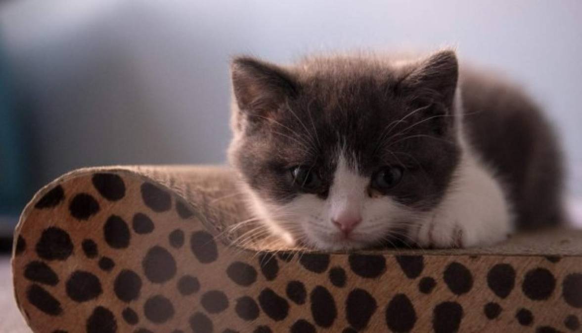FOTOS: Así es Ajo, el primer gatito clonado en China