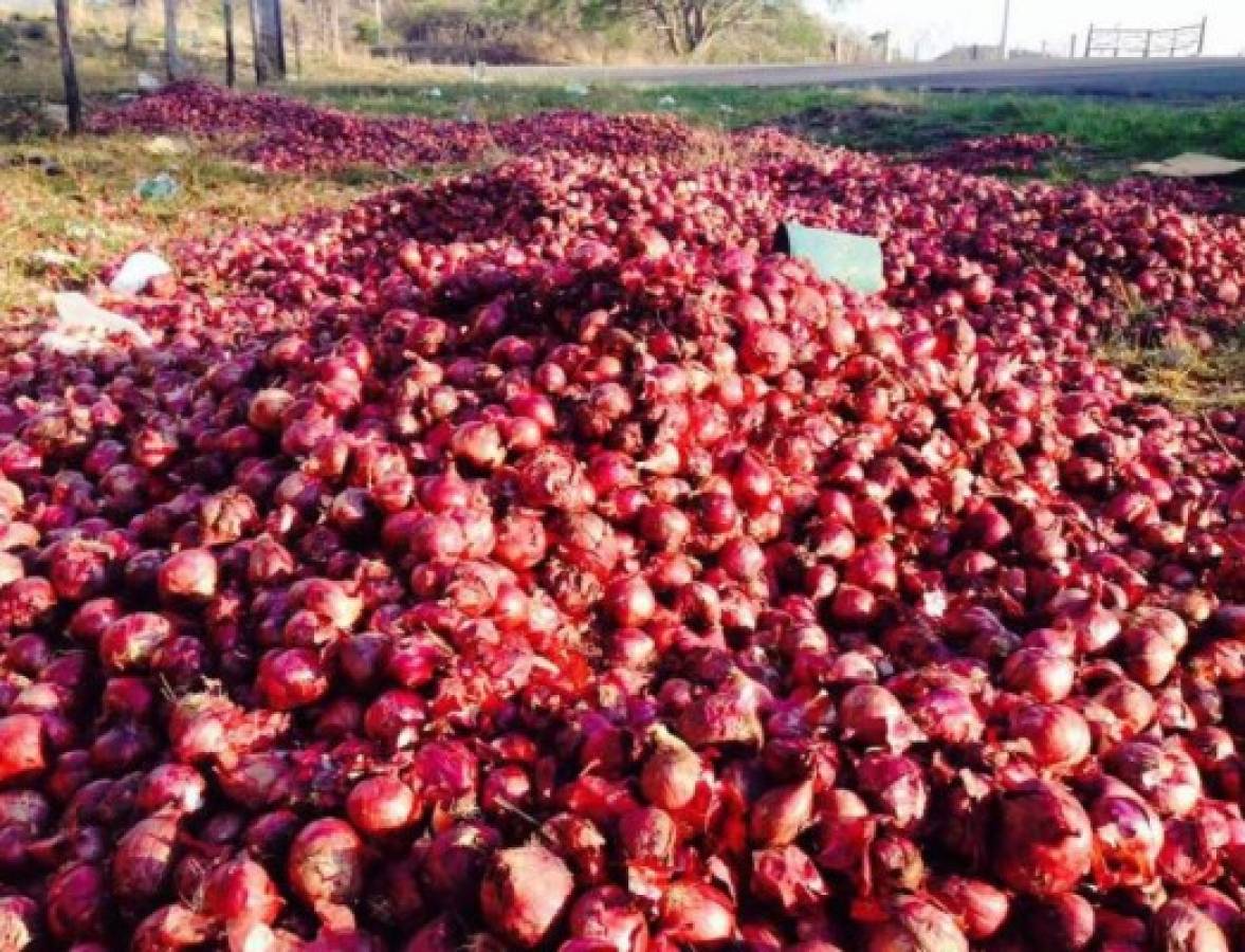 Productores hondureños botan miles de cebollas