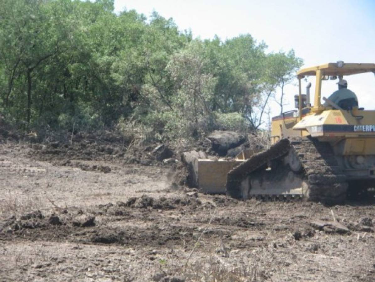 Unión Europea puede restringir acceso al camarón hondureño por tala de manglares